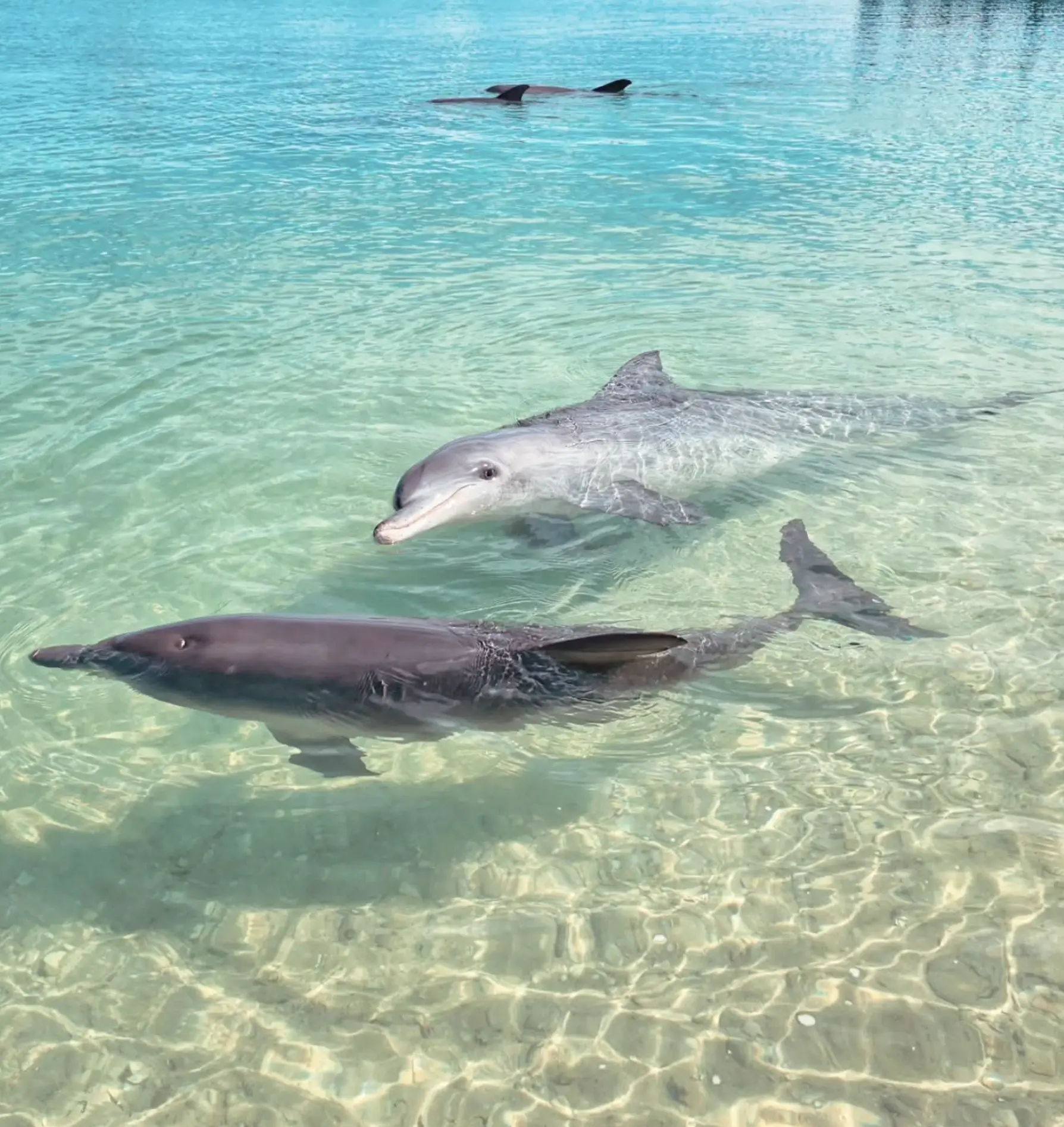 Monkey Mia Dolphins