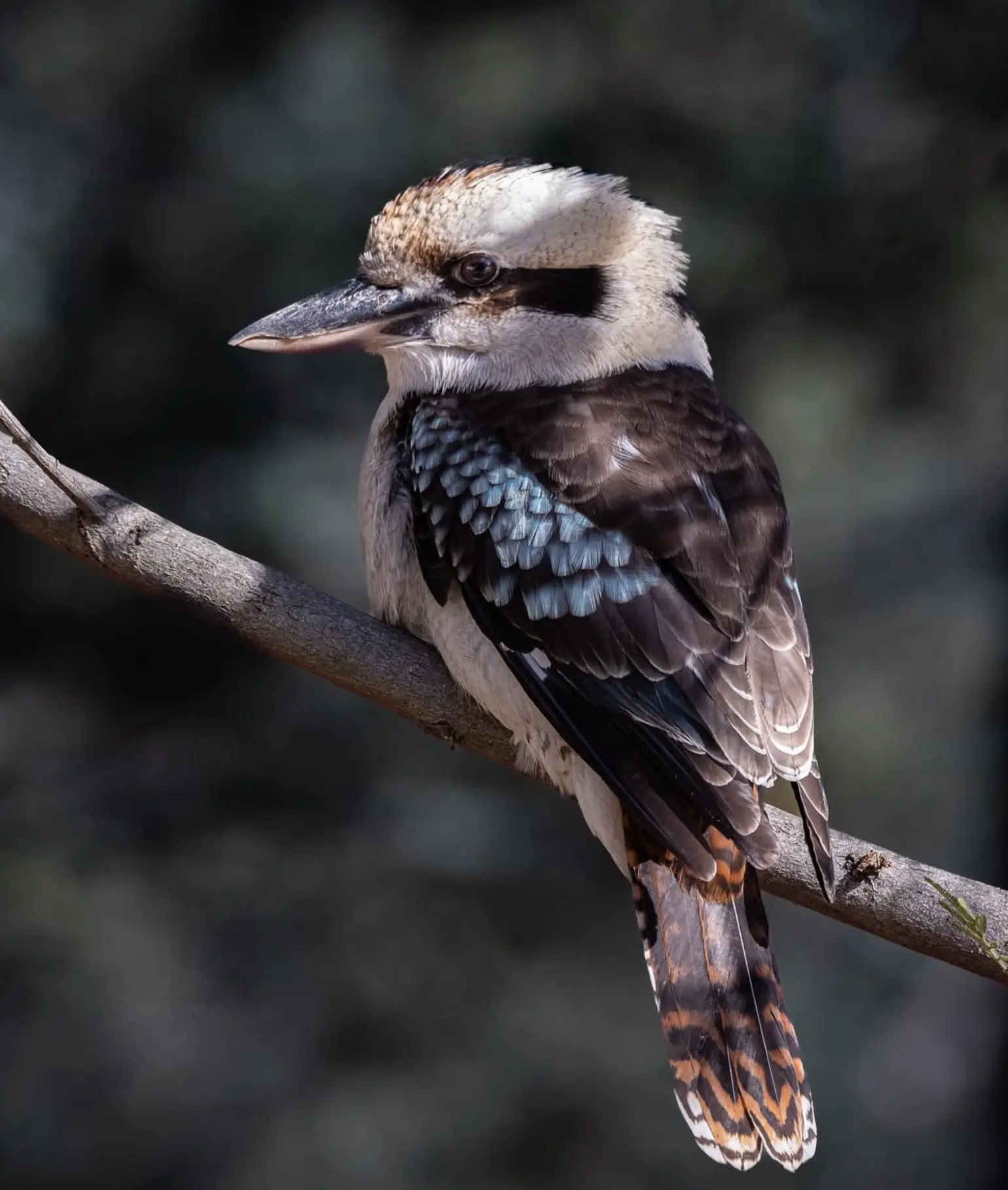 Grampians Wildlife